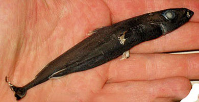 Squaliolus laticaudus_002.jpg